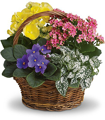 Spring Has Sprung Mixed Basket from Richardson's Flowers in Medford, NJ